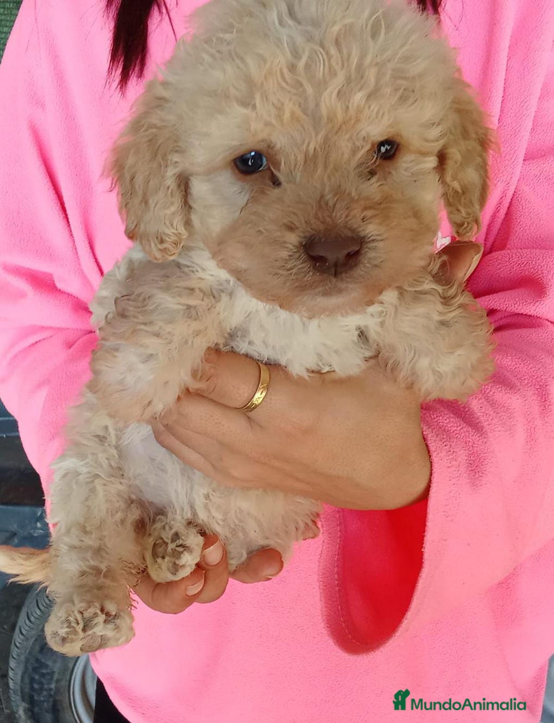 Perro de Agua Español perros en venta: Perros de agua  - Anuncio 1