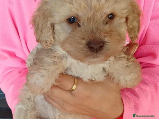 Perro de Agua Español perros Perros de agua - Anuncio 1