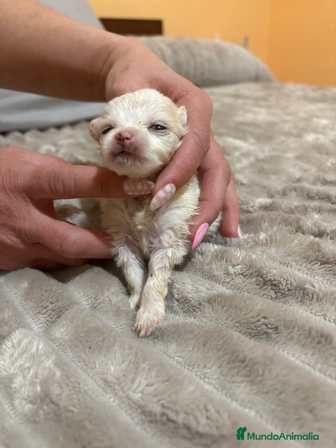 Pomerania perros en venta: Lulu Pomerania Toy party naranja hembra  - Anuncio 7