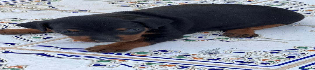 Pinscher Miniatura Cachorro 1