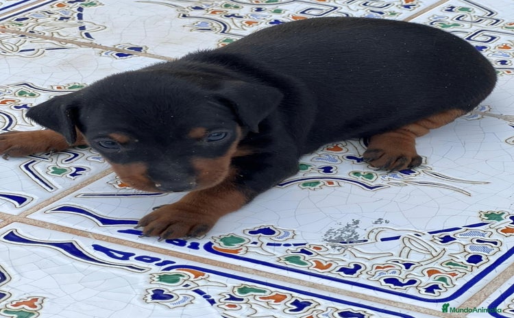 Pinscher Miniatura perros - Anuncio 1