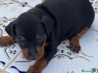 Pinscher Miniatura perros - Anuncio 7
