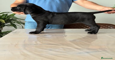Cane Corso perros Cachorros de cane corso  - Anuncio 11