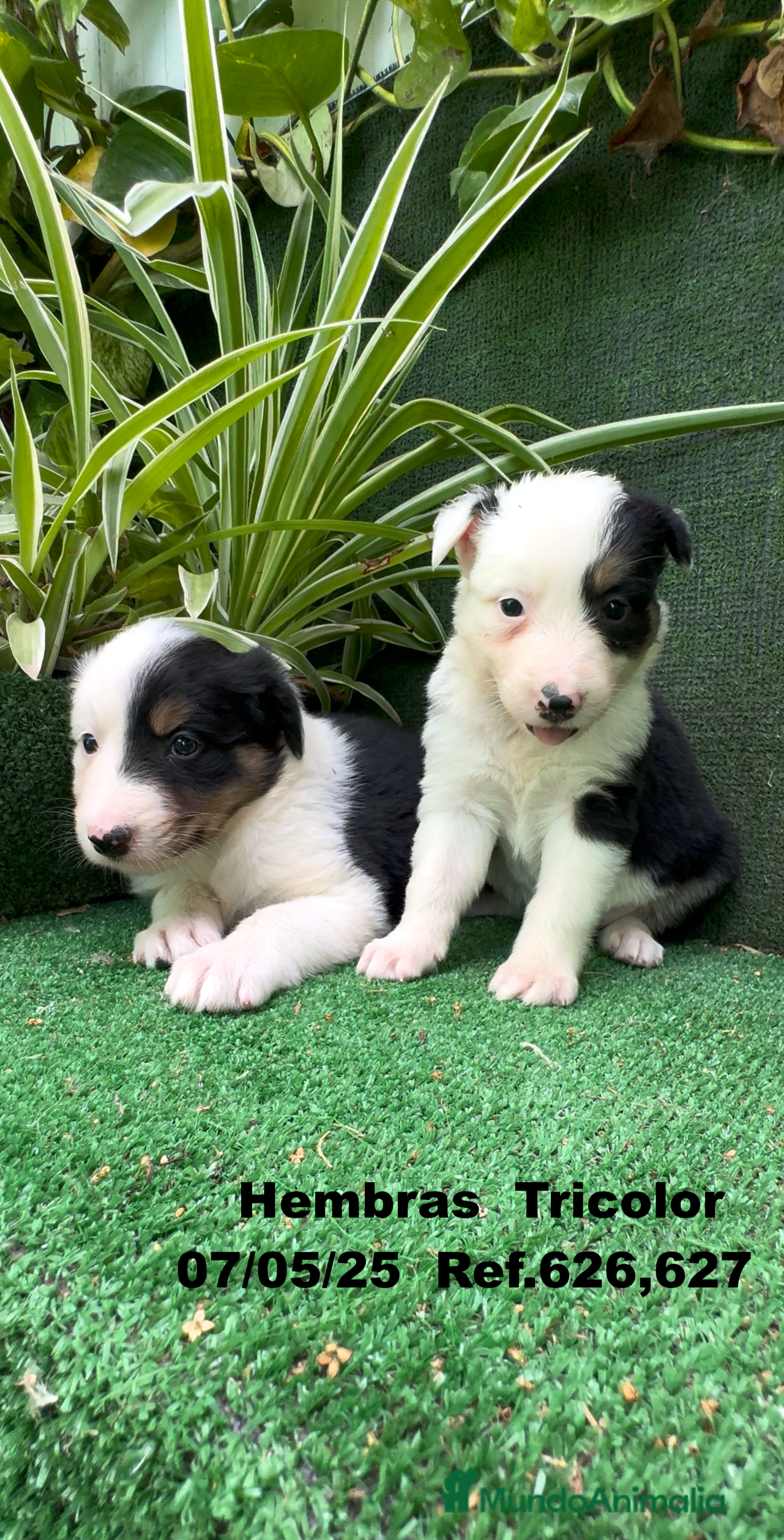 Border Collie perros BORDER COLLIE TRICOLOR - Anuncio 29
