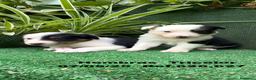 Border Collie perros en venta: BORDER COLLIE TRICOLOR - Anuncio 1