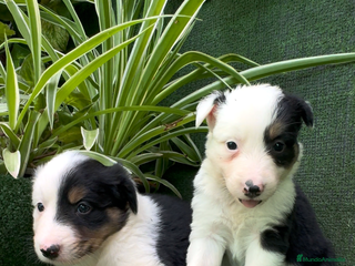 Border Collie perros - Anuncio 5