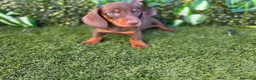 Teckel Miniatura perros en venta: TECKEL MINIATURA  - Anuncio 4