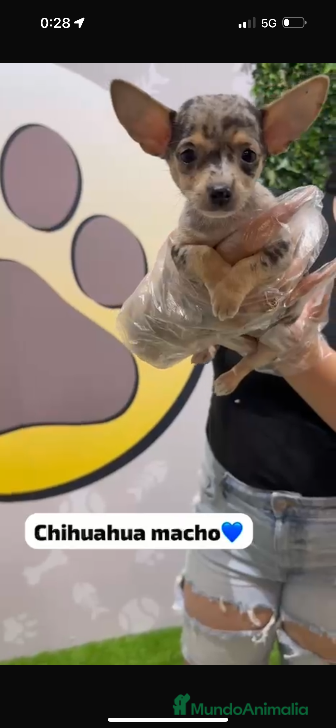 Chihuahua perros Chihuahua macho merle - Anuncio 7