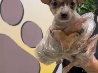 Chihuahua perros Chihuahua macho merle - Anuncio 10