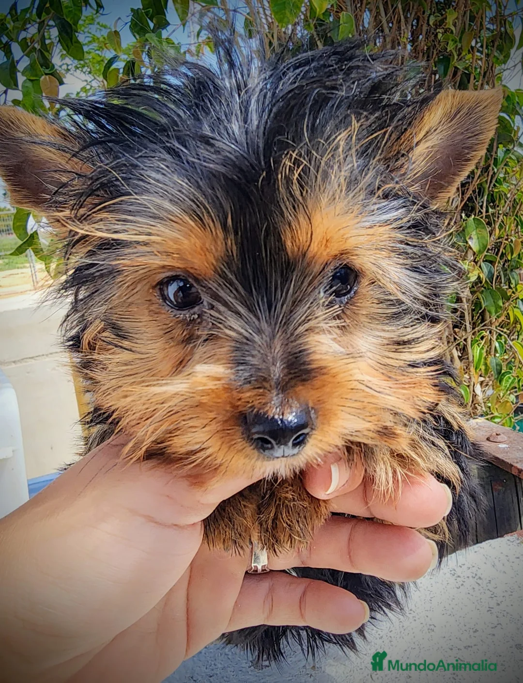 Yorkshire Terrier perros en venta: Yorki precio real  - Anuncio 2