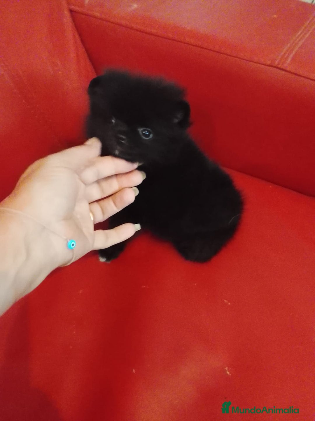 Pomerania perros en venta: Pomerania Negro  - Imagen 2