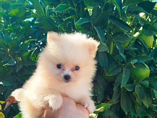 Pomerania perros - Anuncio 12