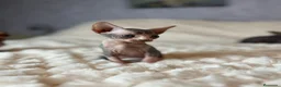 Sphynx gatos en venta: Sphynx - Anuncio 2