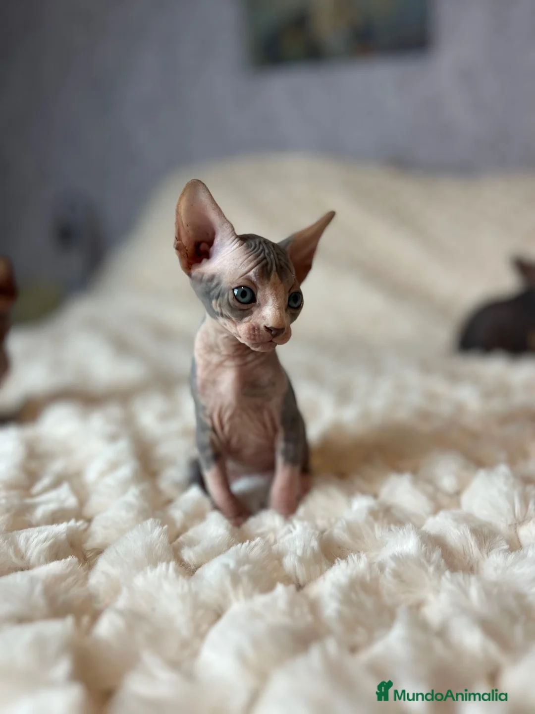 Sphynx gatos en venta: Sphynx - Anuncio 2