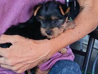 Yorkshire Terrier perros Cachorritos de Yorkshire Terrier - Anuncio 1