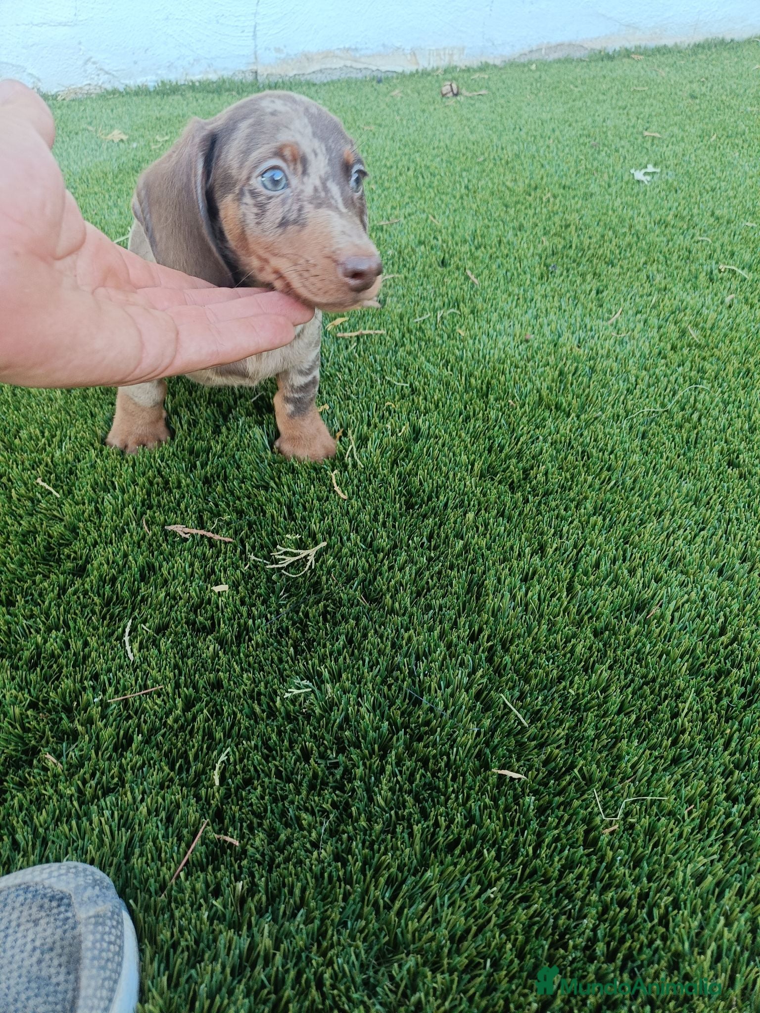 Teckel Miniatura perros Precioso Machito Teckel Arlequin Chocolate - Anuncio 1