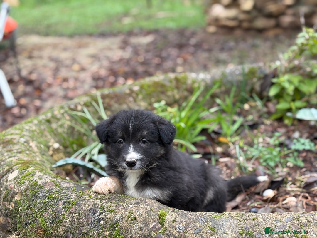 Border Collie perros en venta: 🐾 Border Collie exclusivos 🐾 - Anuncio 5