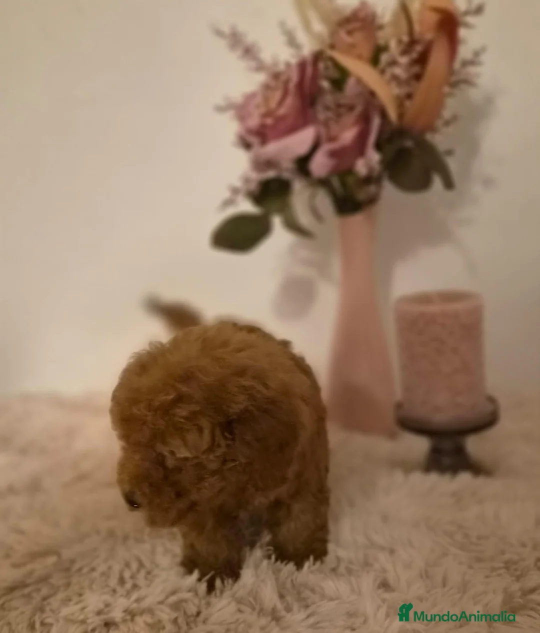 Caniche Toy perros en venta: Caniche toy hembra  - Anuncio 2