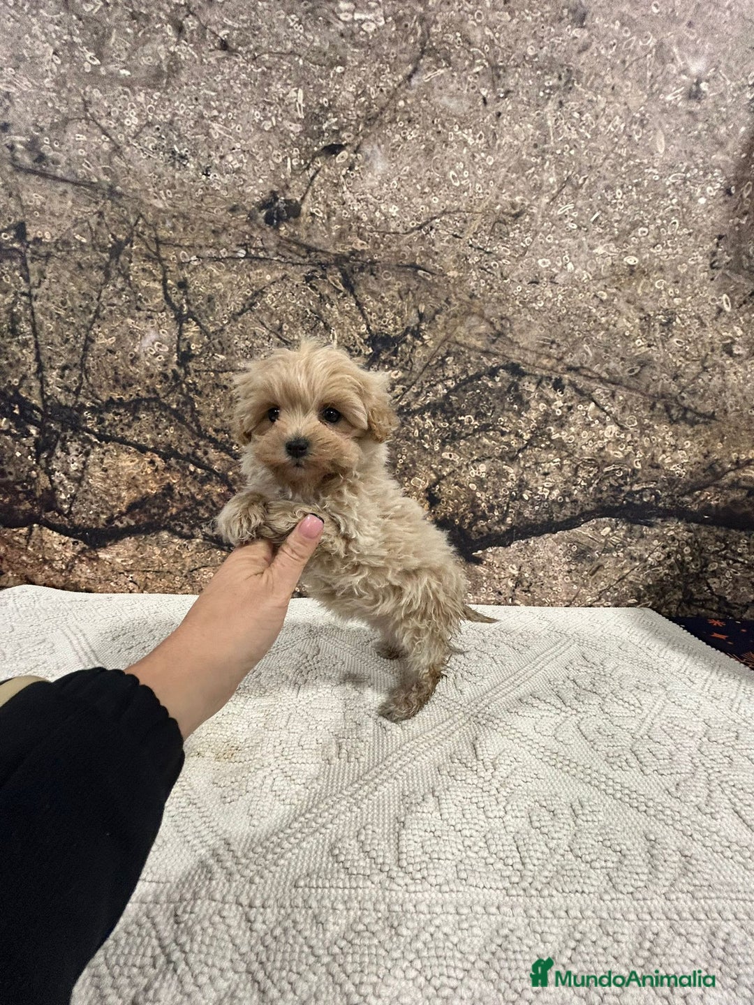 Maltipoo perros en venta: Maltipoo mini  - Anuncio 3