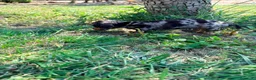Teckel Miniatura perros en venta: Teckel Kaninchen - Anuncio 9