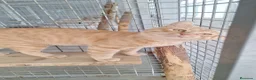 Europeo de Pelo Corto gatos en venta: Gatito común europeo  - Anuncio 1