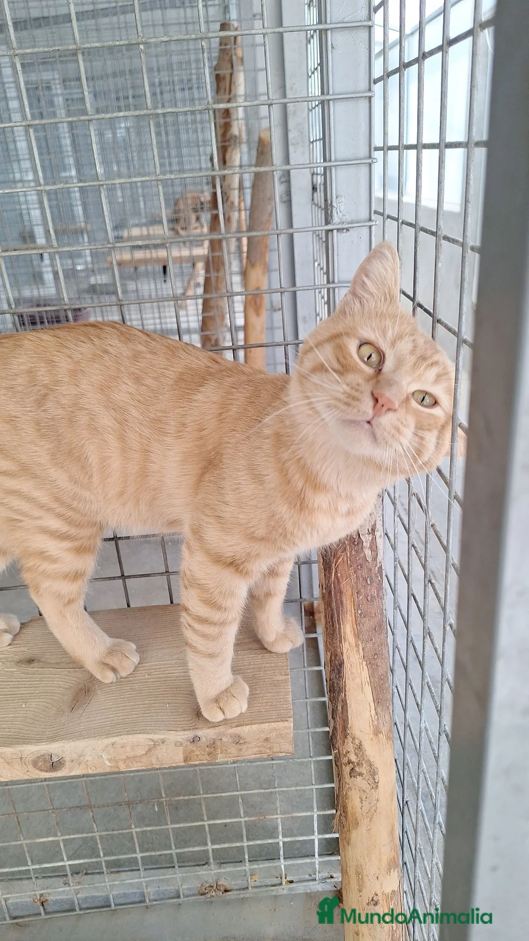 Europeo de Pelo Corto gatos en venta: Gatito común europeo  - Anuncio 1