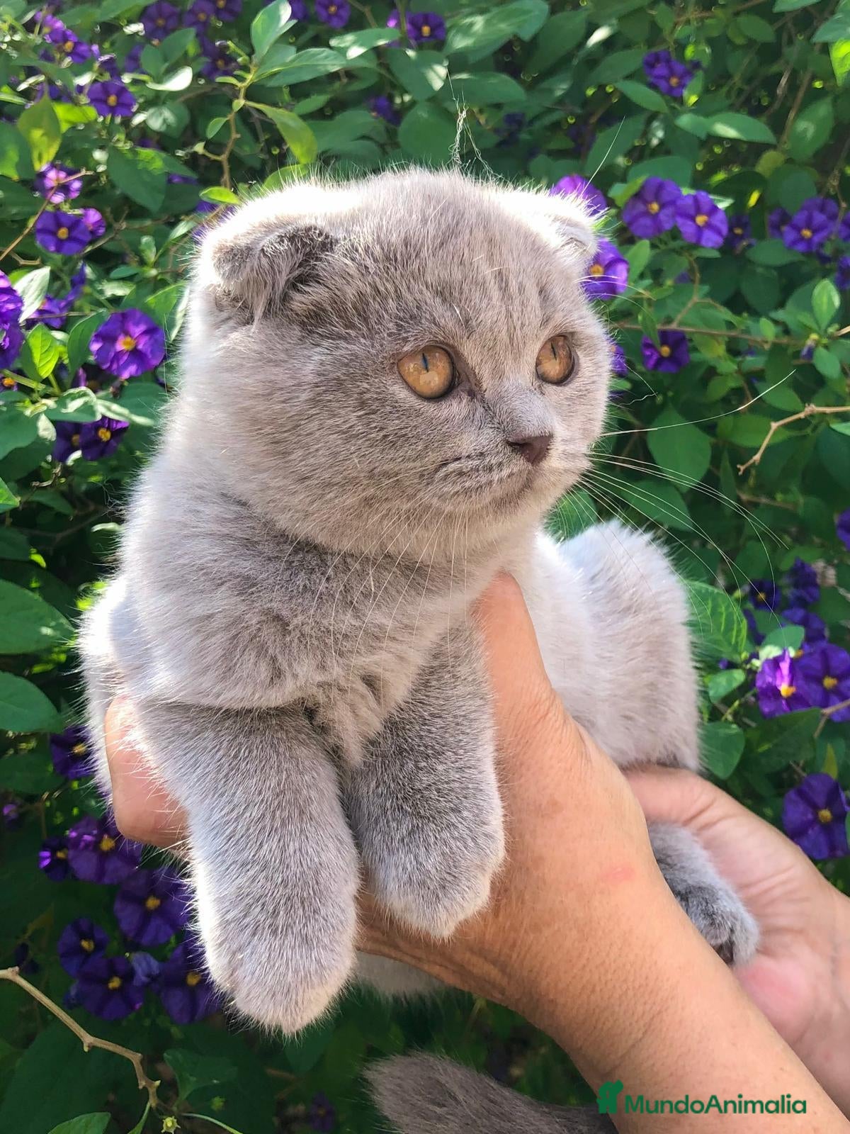 Scottish Fold gatos Scotish fold azul y lila - Anuncio 22