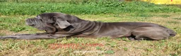 Mastín Napolitano perros en venta: Cachorrito precioso - Anuncio 1