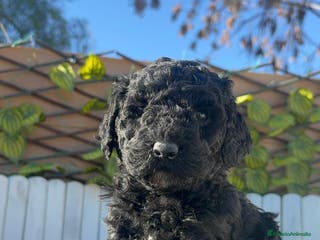 Perro de Agua Español perros PERRO DE AGUA HEMBRA - Anuncio 1