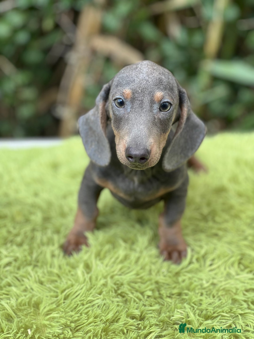 Teckel Miniatura perros en venta: Teckel mini Blue  - Imagen 7