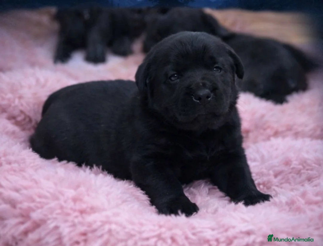 Labrador Retriever perros en venta: Cachorros de labrador 601144783   - Anuncio 3