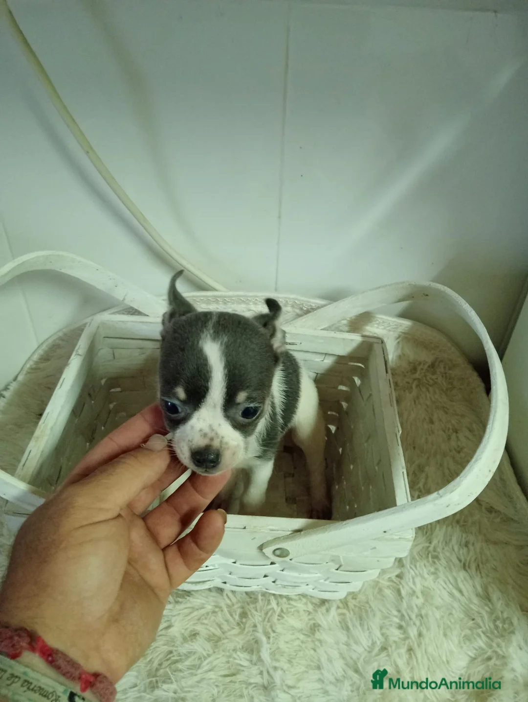 Chihuahua perros en venta: Chihuahua  - Anuncio 15