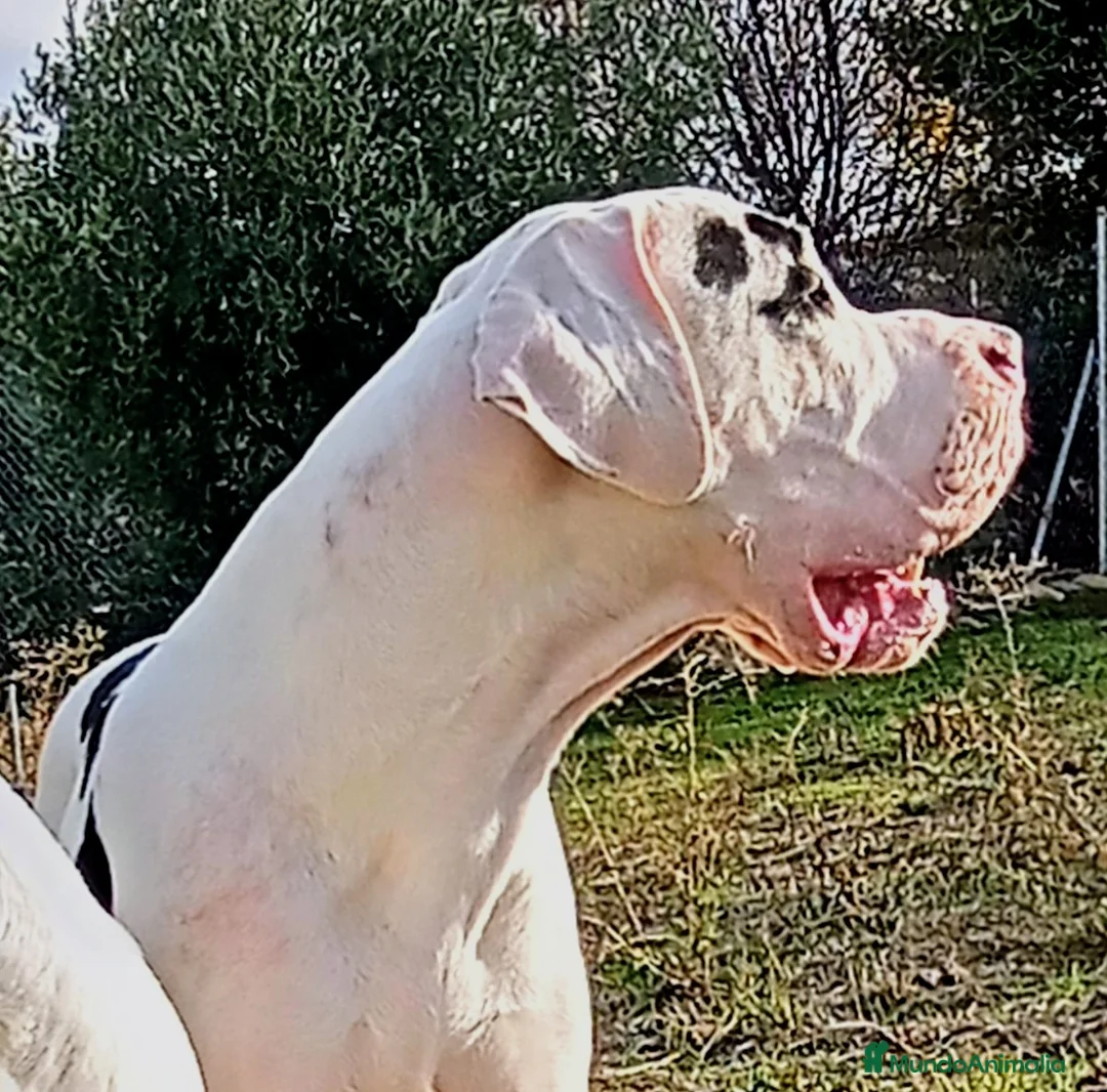 Dogo Alemán perros para monta: DOGO ALEMAN ARLEQUIN , MONTAS  - Anuncio 3