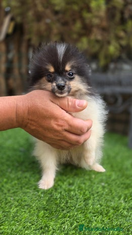 Pomerania perros - Anuncio 3