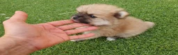 Pomerania perros en venta: Pomeranias mini ositas - Anuncio 3