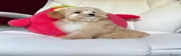 Maltipoo perros en venta: Maltipoo preciosos !!! - Anuncio 1