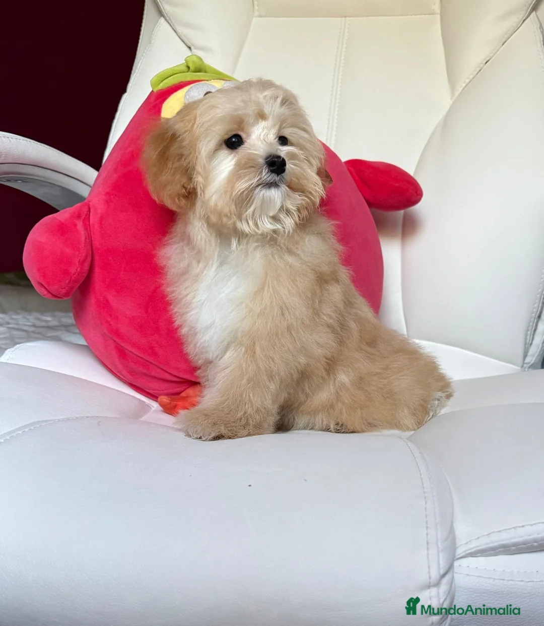 Maltipoo perros en venta: Maltipoo preciosos !!! - Anuncio 1