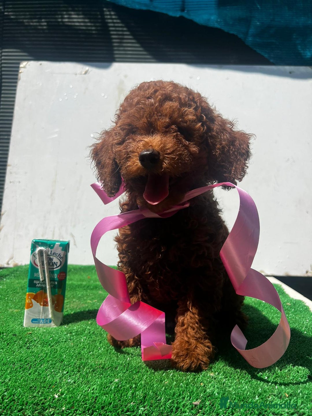 Caniche Toy perros en venta: Caniche toy Rojo  - Anuncio 3