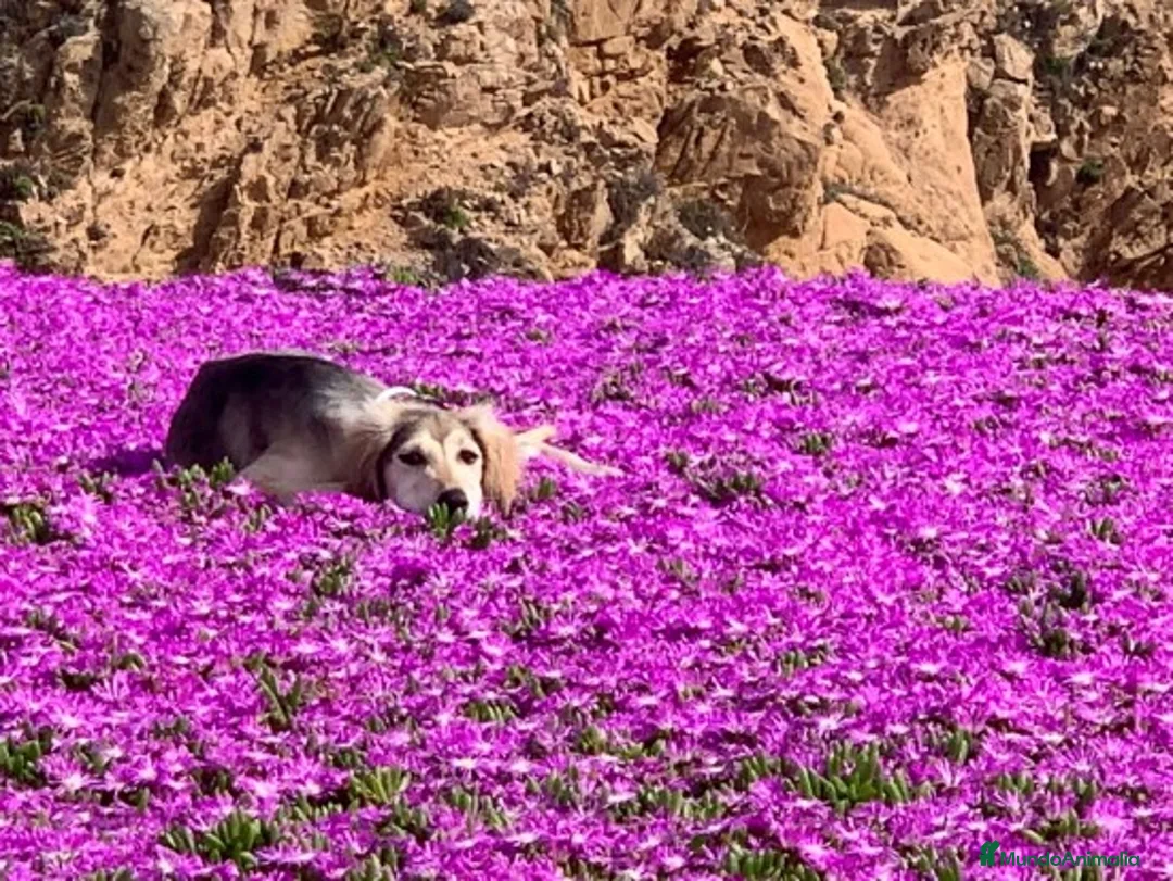 Imagen de galería {{count}}