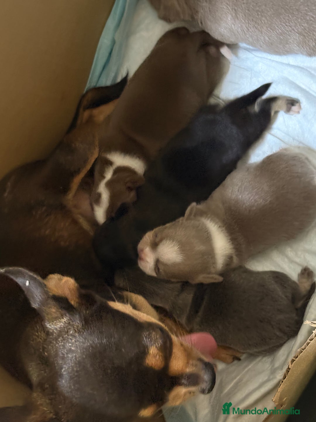 Chihuahua perros en venta: Chihuahuas hembras - Imagen 10