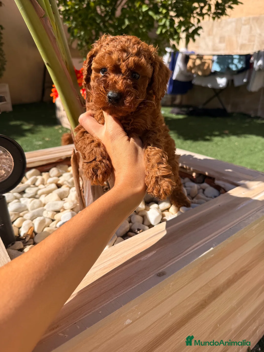 Caniche Toy perros en venta: Caniche Toy rojo pimentón  - Anuncio 2