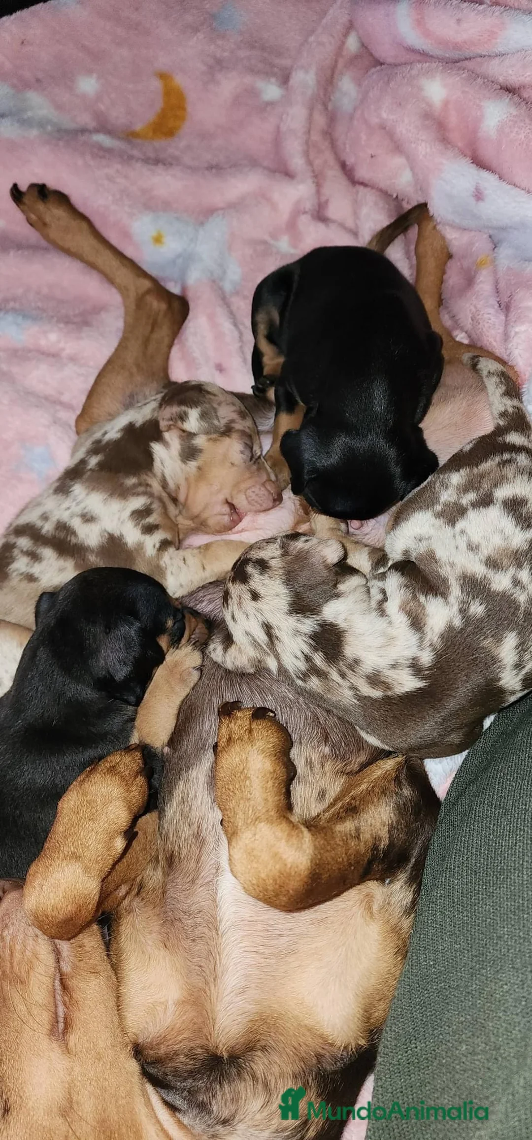 Pinscher Miniatura perros en venta: mini Pinscher  - Anuncio 3