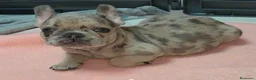 Bulldog Francés perros en venta: Increibles bulldog francés  - Anuncio 6