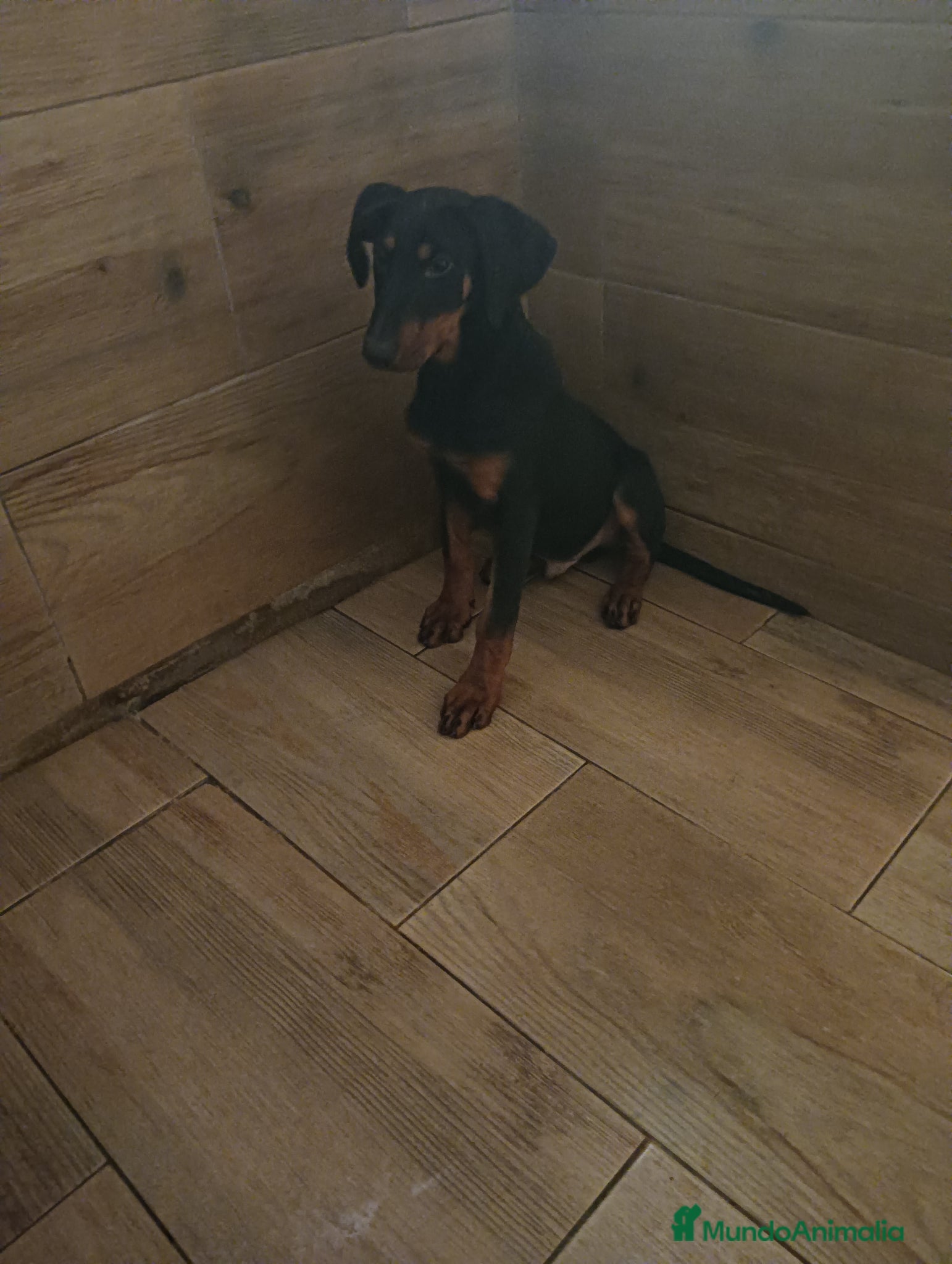 Dobermann perros Doberman europeos  - Anuncio 1
