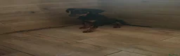 Dobermann perros en venta: Doberman europeos  - Anuncio 1