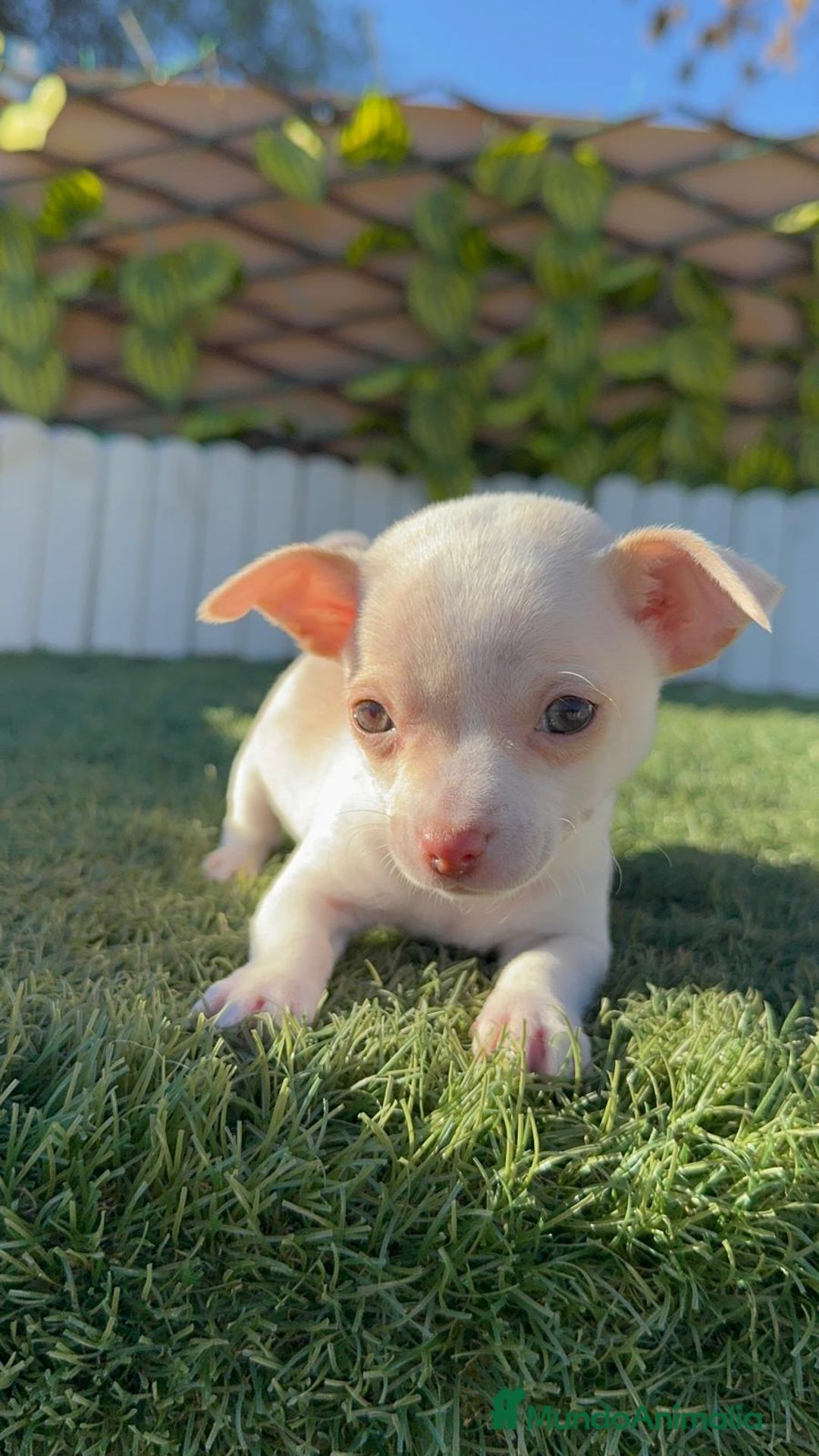 Chihuahua perros en venta: CHIHUAHUA MACHO - Anuncio 9