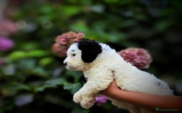 Perro de Agua Español perros en venta: Preciosa camada de perro de agua español - Imagen 3
