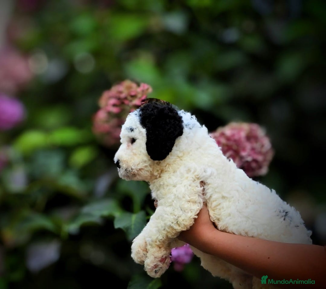 Perro de Agua Español perros en venta: Preciosa camada de perro de agua español - Imagen 3