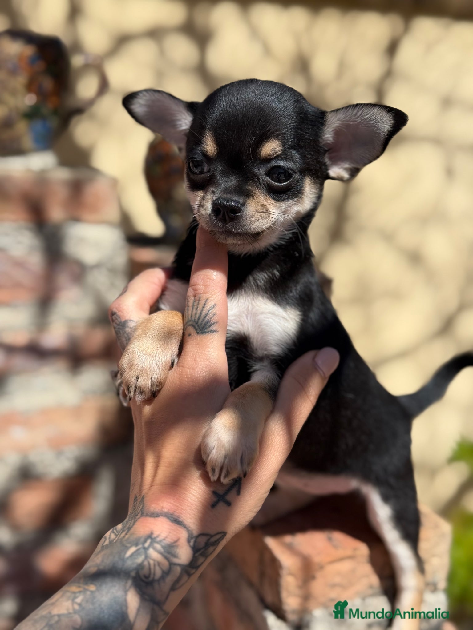 Chihuahua perros Chihuahuas hembras toy  - Anuncio 1