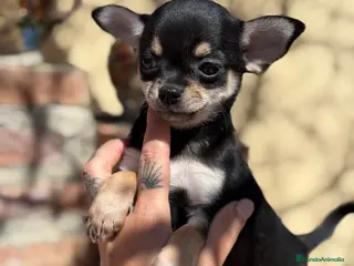 Chihuahua perros Chihuahuas hembras toy - Anuncio 1